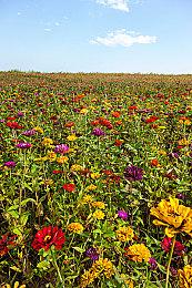 《最终幻想起源：天堂的陌生人》人物介绍：纱拉公主